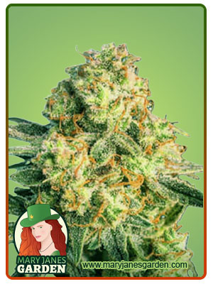 The Big Dirty Autoflower-image