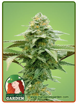 White Runtz Autoflower-image