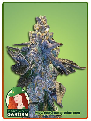 Rainbow Sherbert-image