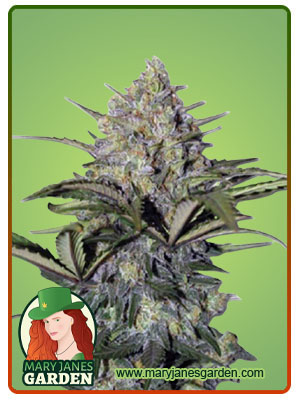 Skunk Glue-image