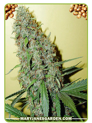 Cheese Feminized